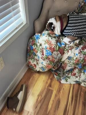 #bentley #englishbulldog #bulldogs #berkley #fyp #viral #englishbulldogsoftiktok #naptime 