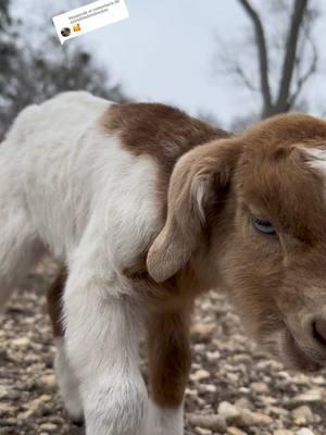 Respuesta a @estrellitadondeestas la chocoflana le llamare 😁😁 nueva cabrita de la familia 🙏🏽🫶🏽🐐 #cabras#animales#granja#granjadezenon #mascotas #texas #rancholife 