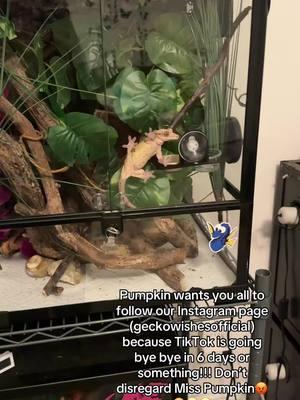 I love her shes so unironically funny but yeah pls i dont wanna lose yall #crestedgecko #crestedgeckos #crestedgeckosoftiktok #reptilesoftiktok #gecko #geckosoftiktok #reptile #reptiles #reptilecare #reptilehusbandry #exoticpet #exoticpets #newcaledonia #newcaledoniangecko #reptilekeeping 