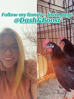 #duet with @Dash & Boost @gallitos.elite  #roosters #chickens #petchickens #chickenkeeping #minichickens #chickenfarm #pets #animals #farm #gallitos #pollito #familyfarm #farmanimals #utah #saltlakecity 