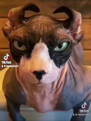 #dangercat #meugato #fancycat #sphynx #sphynxtok #fancycatsoftiktok #sphynxaddiction #sphynxcrazy #badcatsoftiktok #badcat #sphynxlife #sphynxlovers #sphynxtok #sphynxcatsoftiktok #sphynxcatsoftiktok #tiktokers #tiktokersvsyoutube #famouscat #famouscat #cat #catsoftiktok #catlover #catmom #crazycatlady 