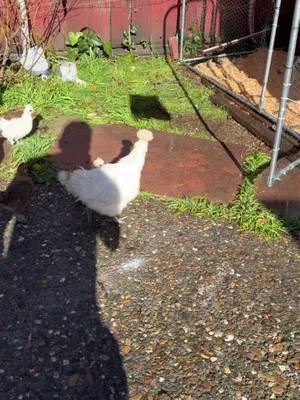 SilkieChickens #fyp #parati #silkies #pollitos #miganadero #saturday #animals #coop #white 