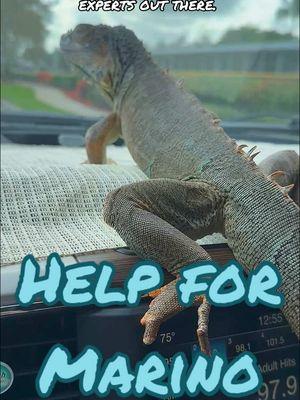 #iguana #iguanasoftiktok #vet #lizard #cuteanimals #jurassic #funnyanimals #arav #exoticpets #reptilesoftiktok #minidino #lizardlove #reptile #foryoupage #jurassicpark #naturelover #prehistoric #thelizardwhisperer #fyp #natureisbeautiful #floridalife #lizardsoftiktok #smallwonder #babyanimals #lizardlady #crazylizardlady #wildflorida 