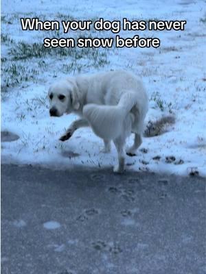 The back paw shaking 🥺 #fyp #goldenretriever #bakertheenglishcream #dogsoftiktok #snow #winter 