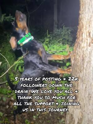 Please follow us on our other socials. We’re gonna miss you guys.  #ruttoutdoors #houndsman #lightsoutkennels #treedogmafia #hounddog #fueledbyjoy #blackdawgmafia #tiktokban @McKaylee | CAPTIVE PORTRAITS 