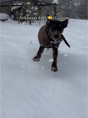 These dogs have had a blast. Have not wanted to stay inside at all.  #snow #dogs #arkansas #arkansaswinter #winterstorm #outdoordog #dogsplaying #catahoula #hogdog #cowdog #catahoulasoftiktok 