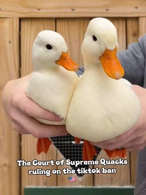 How do we get the government to accept this ruling #ducks #ducksoftiktok #ducktok🦆 #animals #cuteducks 