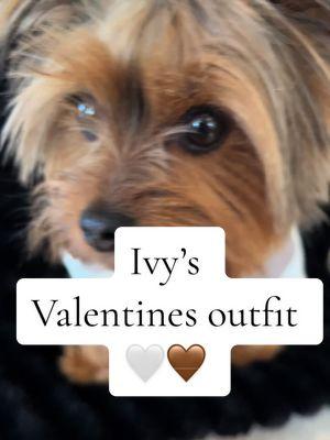 If you love  a little neutral Valentines outfit for your puppy. This is it! Super cute super soft. Amazing price. I had a cart now. #dogoutfit #dogclothes #dogclothing #puppytiktoklife #dogtoktik #neutralaesthetic #yorkiesoftiktok #yorkiemom 