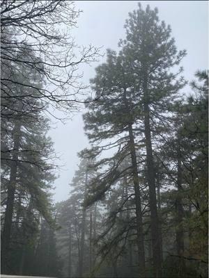 Favorite time of the year ❄️🌲🖤   #creatorsearchinsights #aquariusszn #aquarius #woods #snowday #cabin 