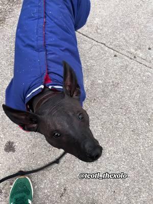 . . . #invierno #outfit #jacket #chamarra #ropa #clothes #perrijos #skinmosturizer #skincare #pielhumectada  #xoloitzcuintli #2025  #winter #Teotl_thexolo #mexicanhairless #pet #mascotas #parati #fyp  #mydog #miperro #nyc  #dogofinstagram  #instagramdogs #dog #perro #cachorro #puppy #mexico #cdmx🇲🇽