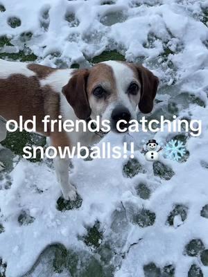 Practice makes perfect!! Which catch was your fav? 🧐🤩 #ofsds #ofsdslucky #ofsdsbobmarley #ofsdscarmello #ofsdssullivan #ofsdssam #seniordogsoftiktok #catch #snowball #fyp #fypシ #funnyvideo #slowmo #frozen 