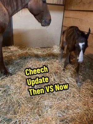 UPDATE Cheech is growing up and thriving! #foalingseason #foalsoftiktok #horses #raisingkids #baby #update #hospital #sick #westerninfluencer #winter #wyoming #thenvsnow #growingup #boy #roanhorse #horsesoftiktok #awareness 