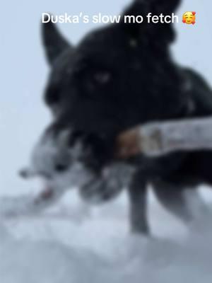 #fetch #snow #fun #dog #gsd #buckelwurmer #slowmo #goodgirl #duska