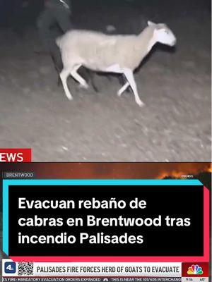 Cientos de cabras fueron evacuadas en el área de Brentwood el viernes por la noche tras la amenaza del incendio de Palisades.⁠ ⁠ Las cabras fueron acorraladas, puestas en un remolque y luego liberadas para librarlas de las llamas.⁠ ⁠ Esta tarde se emitió una nueva orden de evacuación luego de que el incendio de Palisades avanzó hacia la autopista 405.⁠ ⁠ El incendio de Palisades ha consumido más de 20,000 acres y cobrado la vida de 5 personas.⁠ #Telemundo52 #cabras #evacuation #incendio #Palisades #Brentwood 