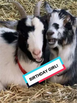 Happy Birthday, Twitch!! #goats #goatscaping #goatgrazing #grazinggoats #contractgrazing #contractgoatgrazing #targetedgrazing #targetedgoatgrazing #grazingsystems #prescibedgrazing #prescribedgoatgrazing #systemsgrazing #rentagoat #yardmaintenance #weedremoval #firefuelreduction #brushremoval #thegoatguy #goatguy #newmexico #bosque #newmexico #cowboymaxcoffee 