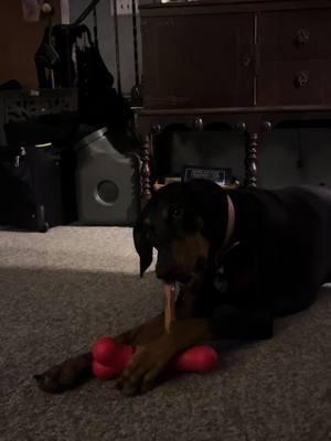 We love this product and I think you will too! Get yours today!  #doberman #willowtheservicedobie #gosports #bullystick 