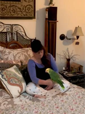 Parrot Life Coach Bean says prioritize cuddle at all times. It is more important than you think! #parrottiktok #tictokparrot #amazonparrot #LifeAdvice #begrateful #doubleyrllowheadedamazon #SelfCare #friendship 