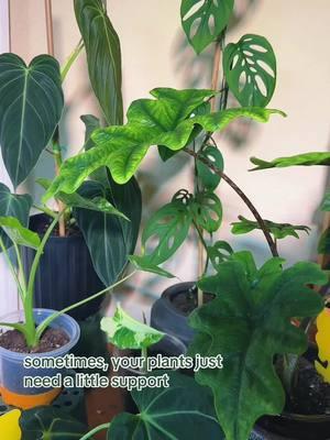 🪴 #fyp #plants #plantsoftiktok #PlantTok #planttiktok #plantstuff #planting #growing #rareplants #plantparent #plantparenthood #plantmom #plantdad #greenthumb #gardening #houseplants #houseplant #houseplantsoftiktok #plantporn #plantcare #planthacks #planttips #plantlover #plantpeople 