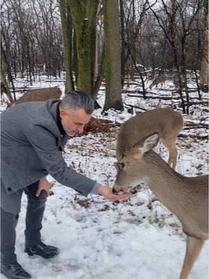 Aprovechando la naturaleza 🍂 #Love #winter #invierno #fyp #tardedefotos #photoshoot #sesiondefotos #windycity #ciudaddelosvientos #chicago #forestpreserve #deer #cute #animals #nieve #venados #photography #fotografia #photographer #fotografo 🙏🏽📸❤️