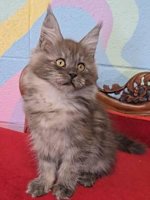 We specialize in Maine Coon kittens #windyhillpets.com #mainecoonkittens #kathyskattery #gentlegiants #bigcats 