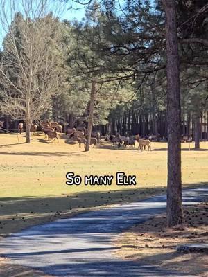 So many Elk!  #deers #deer #nature #flagstaff #family #trip #cabin #forest 