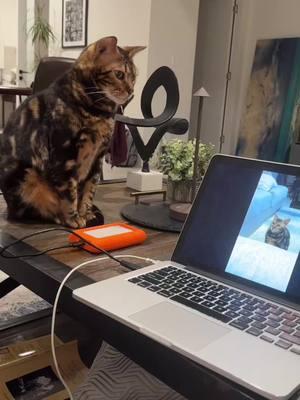 internal thoughts #cat #catvideo #bengalcat #laptopcat #catsoftiktok 