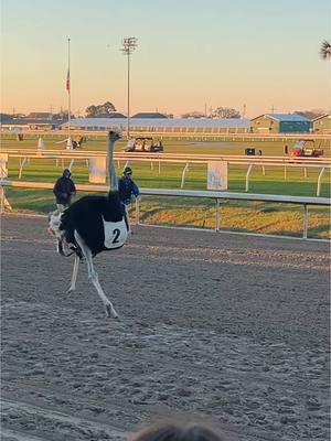 How’d you spend your Saturday? #saturday #saturdaynight #racing #ostrich #fyp 