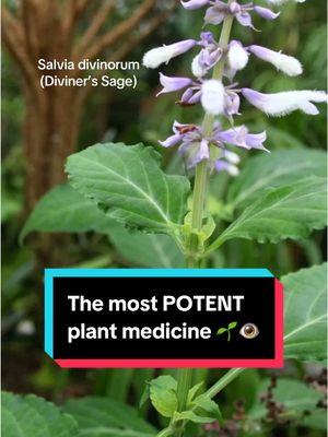 Most potent plant medicine in the world!  #plantmedicine #herbalmedicine #spiritualjourney #creatorsearchinsights 