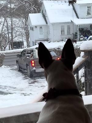 His favorite uncle left and he had the sads. #jackrussellsoftiktok #wendell #pleasedontgo 