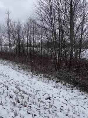 Snow day for some of the young dogs here in ky. Decent running overall#walnutcreekkennels #runtocatchbeagles #rabbitdogs #houndlife 