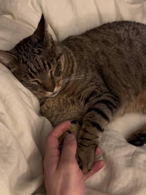 This is our barn cat, Hank. Hank should be mousing in the barn and shop. But we let Hank inside when it’s cold and now this is normal evening routine for Hank. #hank #cats #sleepingcat #chrissywakeup #shhh #barncat #hugecat #sleeping 