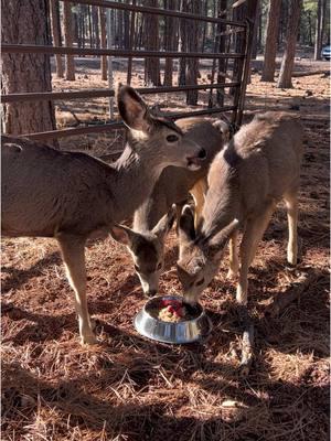 Our four deer fawn rescues from this year are enjoying this frozen pellet pie that their Keeper Joe made for them! Sometimes, presenting an animal’s regular diet in a different way (frozen, cut into tiny pieces and scattered, hung up out of reach, etc) can be just as exciting as receiving something brand new! 🦌 To make these tasty pies, Keeper Joe soaked their regular pellets in water, added some strawberries and blackberries as toppings, and stuck it in the freezer! 🍓 #bearizona #wildlifepark #muledeer #deer #rescue #enrichment #couesdeer 