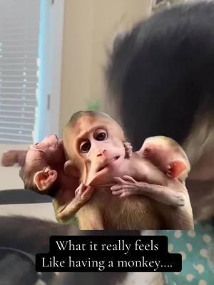 #Meme #MemeCut #memenatal #funnyvideo #mysaltymonkey #fypシ #fypシ゚viral #monkey #life #rockport 