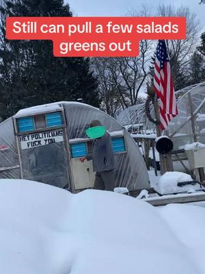 New York State greens hit the canvas, but they bounced back up#tiktokgardener #vegetablegarden #growfood #hoophousegrowing #gardensoftiktok #vegetables #