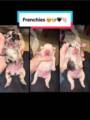 It has officially been one week since these puppies have been born. They are gaining weight really well. It is such a joy to watch them grow. They are changing so much by the day. Between eight days and 14 days is when the eyes should be opening. Ask any other questions in the comments.. #onthisday #frenchies #whelping  #1week #1weekold #csection #three #merle #platinum #breeder #puppies #fouryoupage #bulldogs 