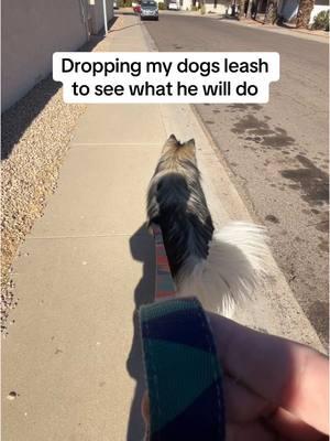 What would your dog do? #dogleash #dogwalk 