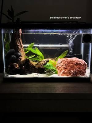 peaceful #fishtok #aquascape #fishaquarium #freshwateraquarium #bettatank #fishtiktok #bichirfish #africanchiclids #angelfishtank #angelfish 