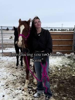 Just a shy boy🥹 Jettastic x Show me the Paddick🤩 #fyp #equine #colt #yearling #newhorse #horses #colorado 