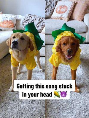 If we’re going out, we’re going out with a bang(er) 🎶🌽 #goldenretriever #dog #cutedog #funnydog #itscorn #corn #cornsong #cornkid #cornkidsong 