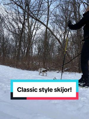 A very important addition: even when breaking your own trails stick to non edged classic skis! Dogs + metal edges = terrible terrible idea. #crosscountryskiing #skiing #ski #skijoring #smalldog #jrt #jackrussell #activedog #fitdog 