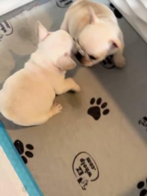 I’ll get you ! You hear me! 🥰 #ILoveYou #SpreadTheLove #FrenchieLife #frenchiesoftiktok #CutenessOverload #PuppyLife #babydog #puppydog #babypuppy #puppycheck #puppyeyes #cutebabyanimals #pethotel #frenchie #miamiregalblues #fyp #pibble #fypシ #dogdad 