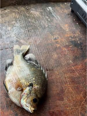 How Canadians eat fish #fyp #catchcleanandcook #beardedfisherman #fishing #fish 