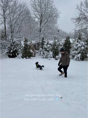 cookie loves the snow! #portuguesewaterdog #northwestarkansas #snowstorm 