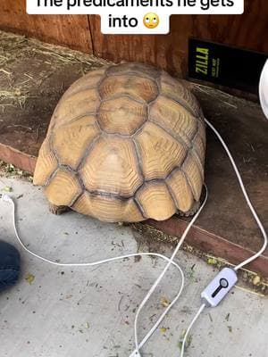 Apparently he was over his blanket 😂#africansulcata #bulldozer #aggressivetortoise #dinosaur #destructive #nope #grumpy 