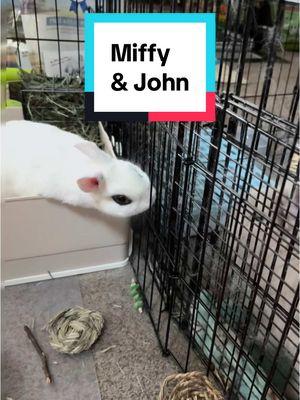 If only John was as interested in Miffy as she was in him 🥲 #bunnies #petbunnies #cutebunnies #bunnylove #bunnybonding #miffybunny #dwarfhotot #hototbunny #lionheadbunny #lionheadrabbit #bunniesoftiktok 