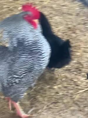 Rooster jokes #fypシ #chickendebut #roostersoftiktok #funnyvideo #chickensoftiktok #chickenjokes #foryou #foryoupage 