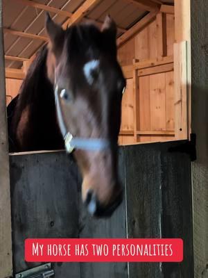 #standardbred #standardbredsoftiktok #standardbredracehorse #horsesoftiktok #horse #itiswhatitis #mynameisjeff #mynameismaximusdecimusmeridius 