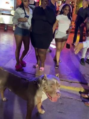 The night 1942 took over south beach, The XL American Bully showcases the perfect blend of strength and compassion. They remind us that true power comes from love and loyalty. Let's strive to be as fearless and nurturing as they are! 🐾❤️ #AmericanBully #InspireGreatness #DogLovers #servicedog #AmericanBully #manbestfriend #canipetthatdog 