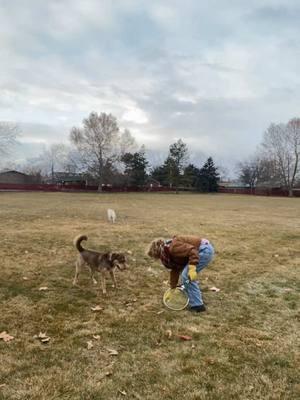 #tennisball #fetch #fetchstick #dog #doggame #labskies #garbanzo #gaspard #DogTraining #lab #funnydogs 