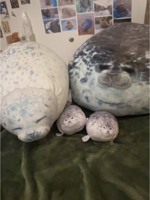 I bet you thought the seal saga was over.. I am literally just a girl playing with her seal plushies #seal #sealtok #sillyseal #fyp 